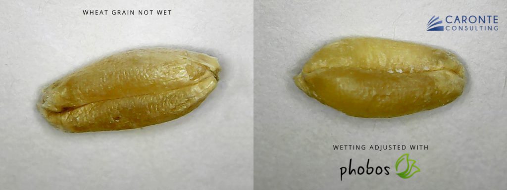 Wheat grain smart wetting with Phobos - Caronte Consulting