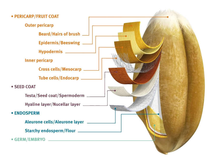 Wheat structure