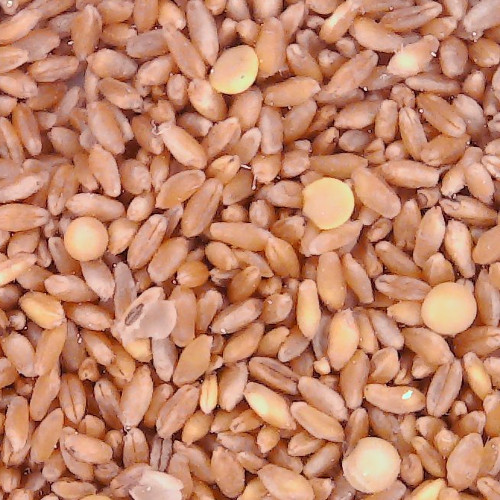 Soy in durum wheat - Caronte Consulting